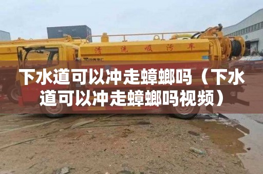下水道可以冲走蟑螂吗（下水道可以冲走蟑螂吗视频）