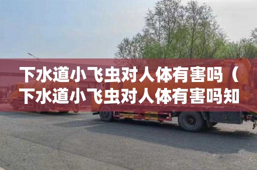 下水道小飞虫对人体有害吗（下水道小飞虫对人体有害吗知乎）