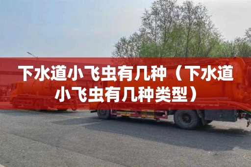 下水道小飞虫有几种（下水道小飞虫有几种类型）