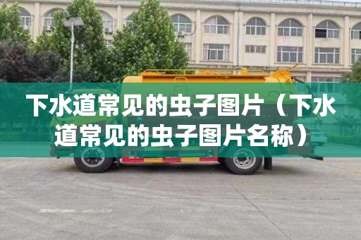 下水道常见的虫子图片（下水道常见的虫子图片名称）