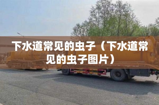 下水道常见的虫子（下水道常见的虫子图片）