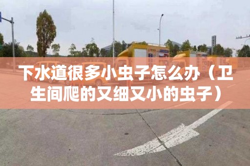 下水道很多小虫子怎么办（卫生间爬的又细又小的虫子）