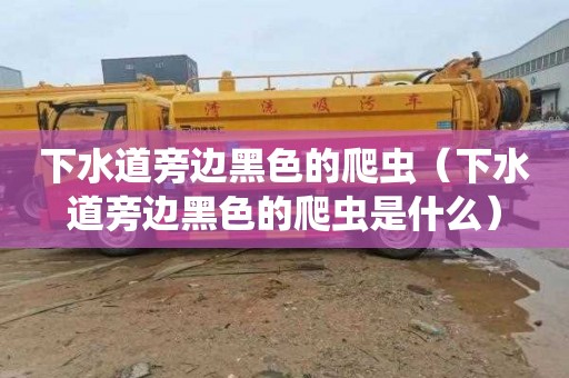 下水道旁边黑色的爬虫（下水道旁边黑色的爬虫是什么）