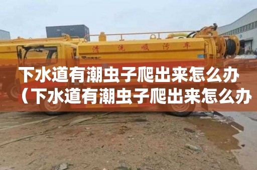 下水道有潮虫子爬出来怎么办（下水道有潮虫子爬出来怎么办啊）