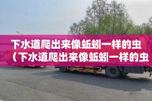 下水道爬出来像蚯蚓一样的虫（下水道爬出来像蚯蚓一样的虫用什么药杀）