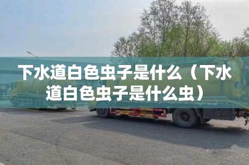 下水道白色虫子是什么（下水道白色虫子是什么虫）