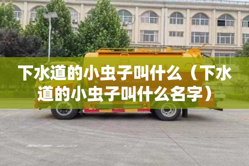 下水道的小虫子叫什么（下水道的小虫子叫什么名字）