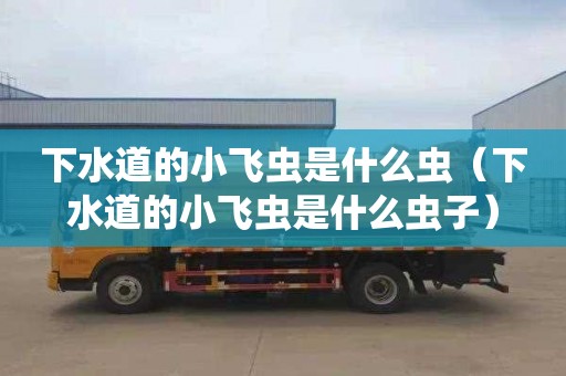 下水道的小飞虫是什么虫（下水道的小飞虫是什么虫子）