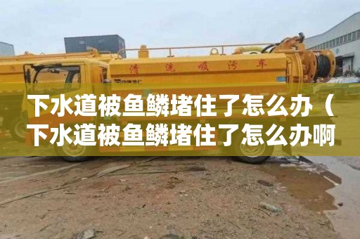 下水道被鱼鳞堵住了怎么办（下水道被鱼鳞堵住了怎么办啊）