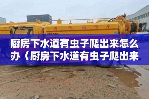 厨房下水道有虫子爬出来怎么办（厨房下水道有虫子爬出来怎么办视频）