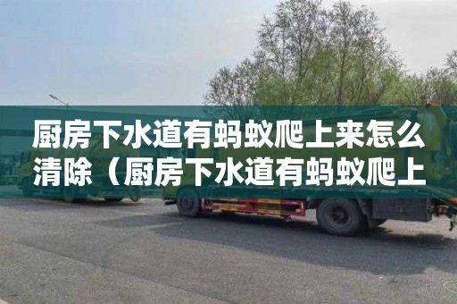 厨房下水道有蚂蚁爬上来怎么清除（厨房下水道有蚂蚁爬上来怎么清除啊）