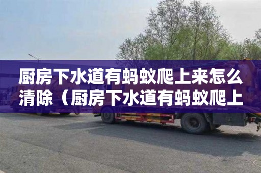 厨房下水道有蚂蚁爬上来怎么清除（厨房下水道有蚂蚁爬上来怎么清除干净）