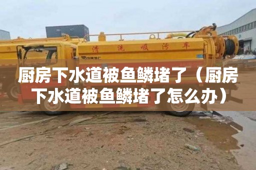 厨房下水道被鱼鳞堵了（厨房下水道被鱼鳞堵了怎么办）
