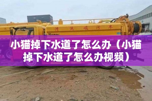 小猫掉下水道了怎么办（小猫掉下水道了怎么办视频）