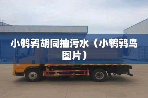 小鹌鹑胡同抽污水（小鹌鹑鸟图片）
