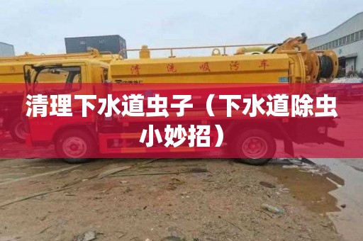 清理下水道虫子（下水道除虫小妙招）