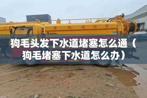 狗毛头发下水道堵塞怎么通（狗毛堵塞下水道怎么办）