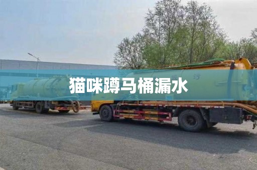 猫咪蹲马桶漏水