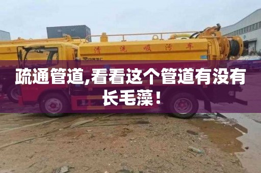 疏通管道,看看这个管道有没有长毛藻！