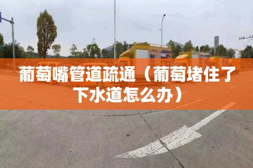 葡萄嘴管道疏通（葡萄堵住了下水道怎么办）