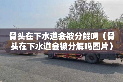 骨头在下水道会被分解吗（骨头在下水道会被分解吗图片）